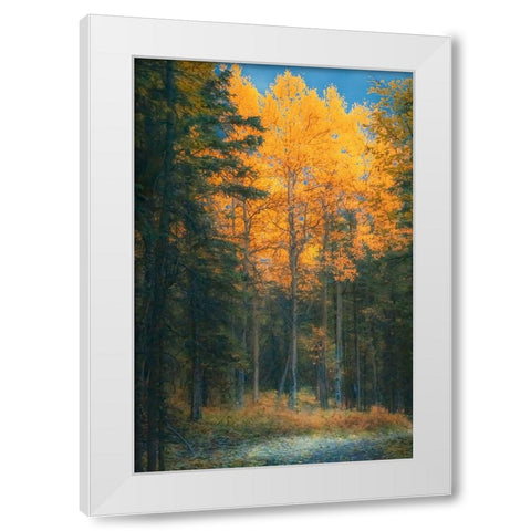 Alaska- Denali National Park. Fall landscape highlighting orange aspen tree.. White Modern Wood Framed Art Print by Muir, Janet