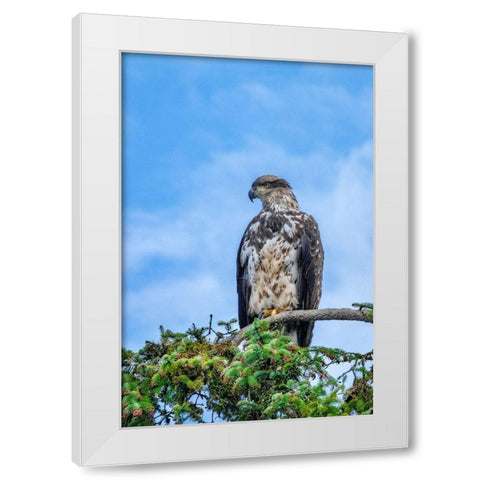 Bald Eagle-Alaska-USA White Modern Wood Framed Art Print by Engelbrecht, Jim