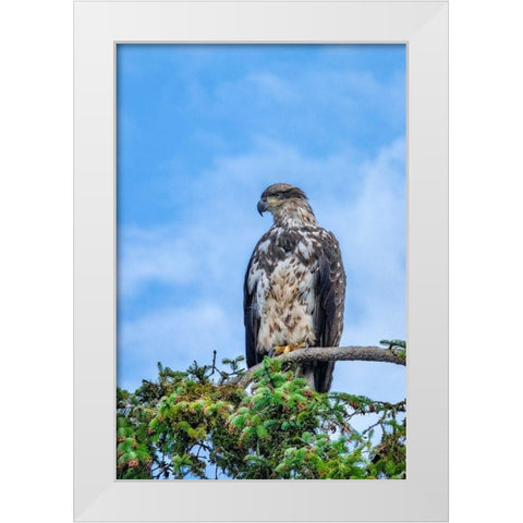 Bald Eagle-Alaska-USA White Modern Wood Framed Art Print by Engelbrecht, Jim
