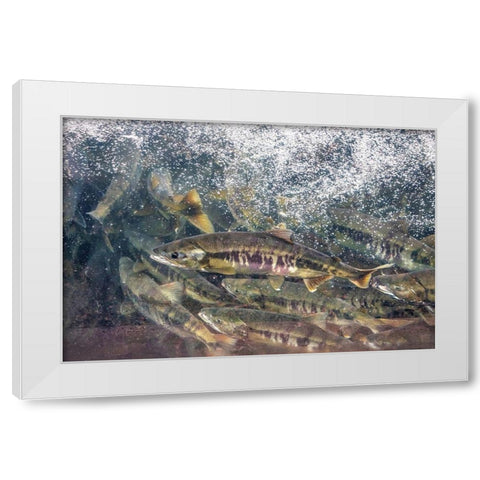 Salmon run-Macaulay Salmon Hatchery-Douglas Island-Alaska-USA White Modern Wood Framed Art Print by Engelbrecht, Jim