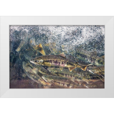 Salmon run-Macaulay Salmon Hatchery-Douglas Island-Alaska-USA White Modern Wood Framed Art Print by Engelbrecht, Jim