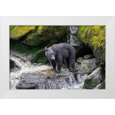 Black Bear-Anan Creek-Wrangell-Alaska-USA White Modern Wood Framed Art Print by Engelbrecht, Jim
