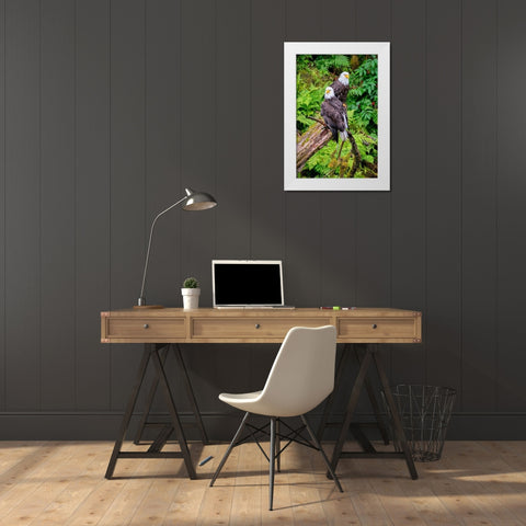 Bald Eagle-Anan Creek-Wrangell-Alaska-USA White Modern Wood Framed Art Print by Engelbrecht, Jim