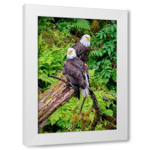 Bald Eagle-Anan Creek-Wrangell-Alaska-USA White Modern Wood Framed Art Print by Engelbrecht, Jim