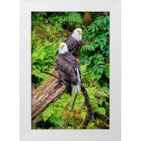 Bald Eagle-Anan Creek-Wrangell-Alaska-USA White Modern Wood Framed Art Print by Engelbrecht, Jim
