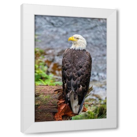 Bald Eagle-Anan Creek-Wrangell-Alaska-USA White Modern Wood Framed Art Print by Engelbrecht, Jim