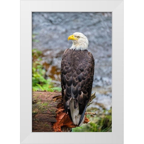 Bald Eagle-Anan Creek-Wrangell-Alaska-USA White Modern Wood Framed Art Print by Engelbrecht, Jim