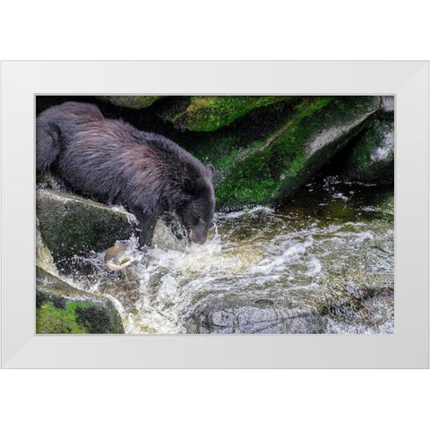 Black Bear-Salmon run-Anan Creek-Wrangell-Alaska-USA White Modern Wood Framed Art Print by Engelbrecht, Jim