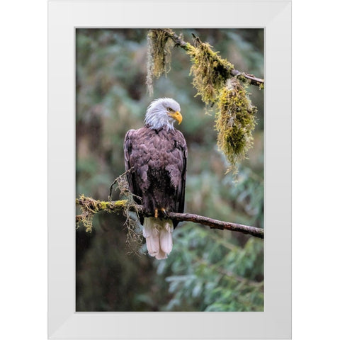 Bald Eagle-Anan Creek-Wrangell-Alaska-USA White Modern Wood Framed Art Print by Engelbrecht, Jim