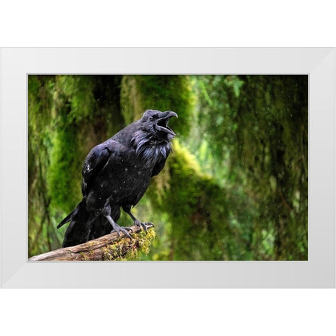Raven-Anan Creek-Wrangell-Alaska White Modern Wood Framed Art Print by Engelbrecht, Jim