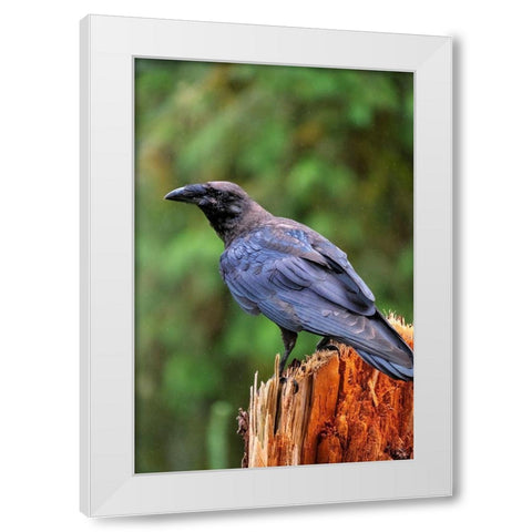 Raven-Anan Creek-Wrangell-Alaska White Modern Wood Framed Art Print by Engelbrecht, Jim