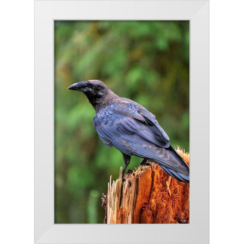 Raven-Anan Creek-Wrangell-Alaska White Modern Wood Framed Art Print by Engelbrecht, Jim