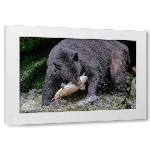 Black Bear-Salmon run-Anan Creek-Wrangell-Alaska-USA White Modern Wood Framed Art Print by Engelbrecht, Jim