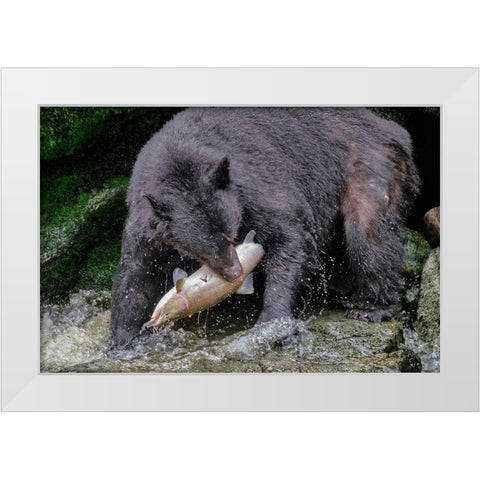 Black Bear-Salmon run-Anan Creek-Wrangell-Alaska-USA White Modern Wood Framed Art Print by Engelbrecht, Jim