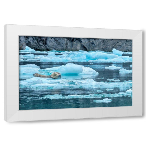 Harbor Seal-LeConte Bay-Alaska-USA White Modern Wood Framed Art Print by Engelbrecht, Jim