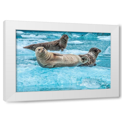 Harbor Seal-LeConte Bay-Alaska-USA White Modern Wood Framed Art Print by Engelbrecht, Jim