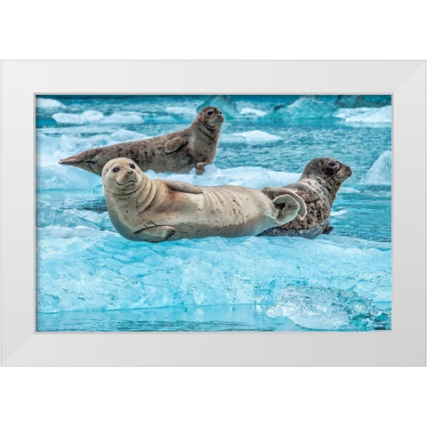 Harbor Seal-LeConte Bay-Alaska-USA White Modern Wood Framed Art Print by Engelbrecht, Jim