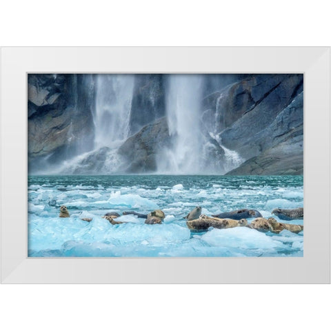 Waterfall-Harbor Seal-LeConte Bay-Alaska White Modern Wood Framed Art Print by Engelbrecht, Jim