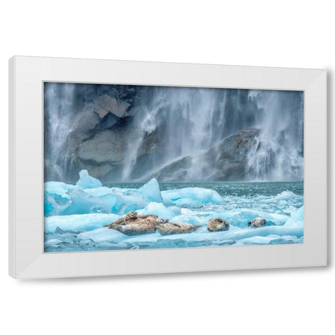 Waterfall-Harbor Seal-LeConte Bay-Alaska White Modern Wood Framed Art Print by Engelbrecht, Jim