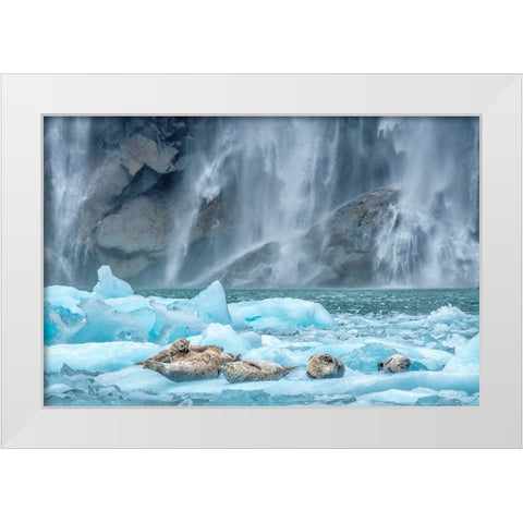 Waterfall-Harbor Seal-LeConte Bay-Alaska White Modern Wood Framed Art Print by Engelbrecht, Jim
