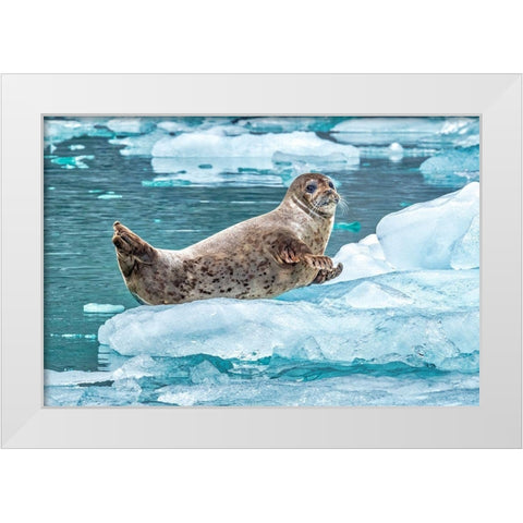 Harbor Seal-LeConte Bay-Alaska-USA White Modern Wood Framed Art Print by Engelbrecht, Jim