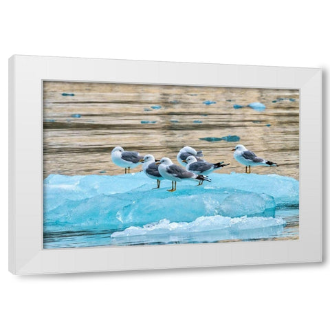 Seagulls on glacial ice-LeConte Bay-Alaska White Modern Wood Framed Art Print by Engelbrecht, Jim