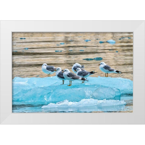 Seagulls on glacial ice-LeConte Bay-Alaska White Modern Wood Framed Art Print by Engelbrecht, Jim