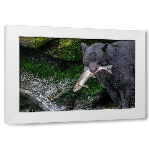 Black Bear-Salmon run-Anan Creek Wrangell-Alaska-USA White Modern Wood Framed Art Print by Engelbrecht, Jim
