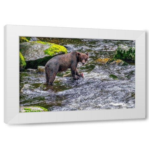 Grizzly Bear-salmon run-Anan Creek-Wrangell-Alaska-USA White Modern Wood Framed Art Print by Engelbrecht, Jim
