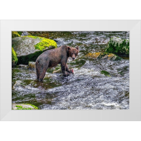 Grizzly Bear-salmon run-Anan Creek-Wrangell-Alaska-USA White Modern Wood Framed Art Print by Engelbrecht, Jim