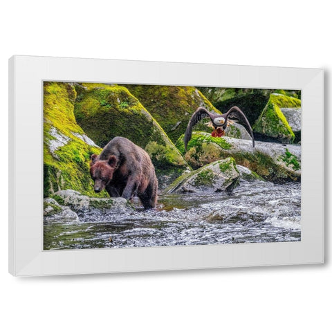 Grizzly Bear-salmon run-Anan Creek-Wrangell-Alaska-USA White Modern Wood Framed Art Print by Engelbrecht, Jim
