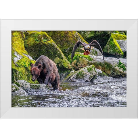 Grizzly Bear-salmon run-Anan Creek-Wrangell-Alaska-USA White Modern Wood Framed Art Print by Engelbrecht, Jim