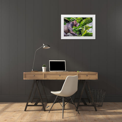 Grizzly Bear-salmon run-Anan Creek-Wrangell-Alaska-USA White Modern Wood Framed Art Print by Engelbrecht, Jim