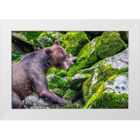 Grizzly Bear-salmon run-Anan Creek-Wrangell-Alaska-USA White Modern Wood Framed Art Print by Engelbrecht, Jim