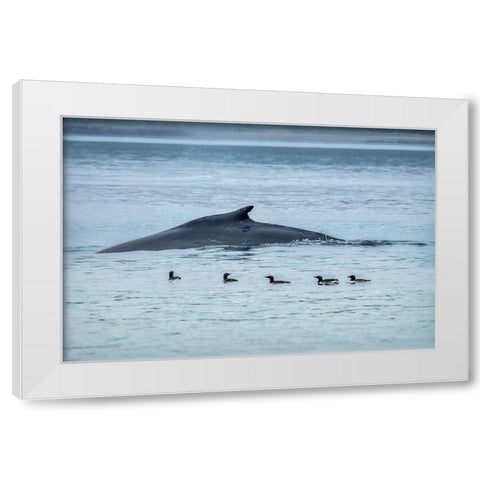 Humpback Whale-Ernest Sound-Wrangell-Alaska-USA White Modern Wood Framed Art Print by Engelbrecht, Jim