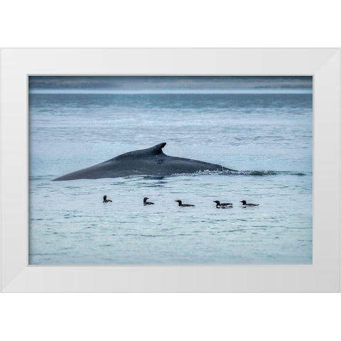 Humpback Whale-Ernest Sound-Wrangell-Alaska-USA White Modern Wood Framed Art Print by Engelbrecht, Jim