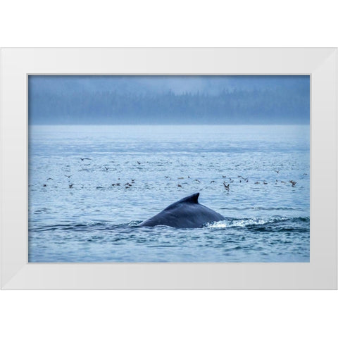 Humpback Whale-Ernest Sound-Wrangell-Alaska-USA White Modern Wood Framed Art Print by Engelbrecht, Jim
