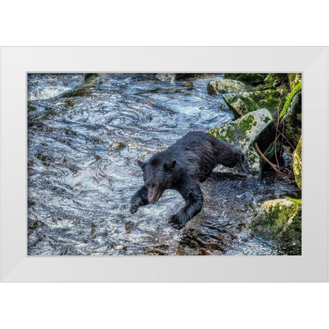 Black Bear-Salmon run-Anan Creek Wrangell-Alaska-USA White Modern Wood Framed Art Print by Engelbrecht, Jim