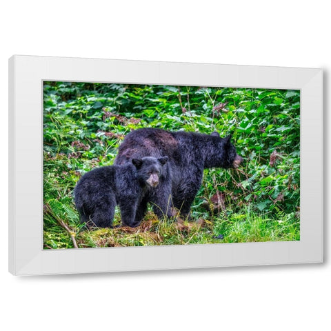 Black Bear adult and Cub-Anan Creek-Wrangell-Alaska-USA White Modern Wood Framed Art Print by Engelbrecht, Jim