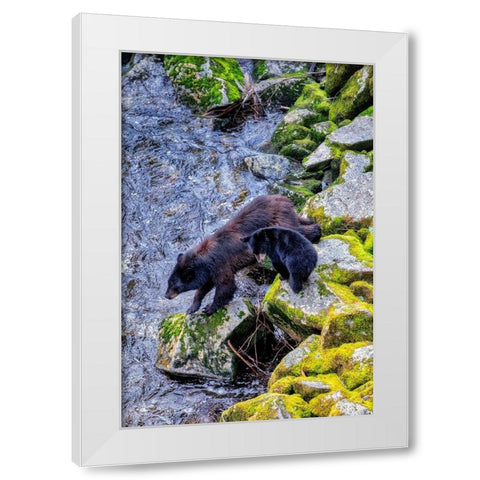 Black Bear adult and Cub-Anan Creek-Wrangell-Alaska-USA White Modern Wood Framed Art Print by Engelbrecht, Jim