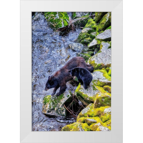 Black Bear adult and Cub-Anan Creek-Wrangell-Alaska-USA White Modern Wood Framed Art Print by Engelbrecht, Jim