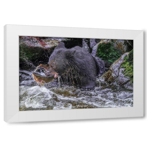 Black Bear-Salmon run-Anan Creek Wrangell-Alaska-USA White Modern Wood Framed Art Print by Engelbrecht, Jim