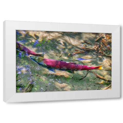 Pink Salmon-Juneau-Alaska-USA White Modern Wood Framed Art Print by Engelbrecht, Jim