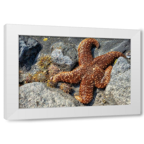 Sea Star-tidal pool-Juneau-Alaska-USA White Modern Wood Framed Art Print by Engelbrecht, Jim