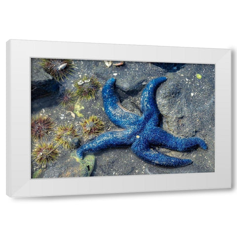 Blue Sea Star-tidal pool-Juneau-Alaska-USA White Modern Wood Framed Art Print by Engelbrecht, Jim