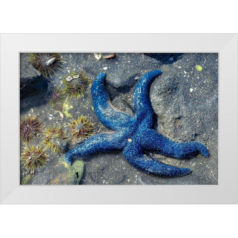 Blue Sea Star-tidal pool-Juneau-Alaska-USA White Modern Wood Framed Art Print by Engelbrecht, Jim