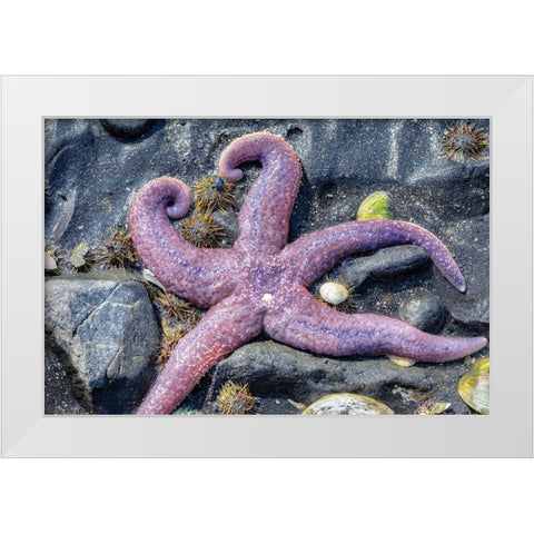 Purple Star-starfish-tidal pool-Juneau-Alaska-USA White Modern Wood Framed Art Print by Engelbrecht, Jim