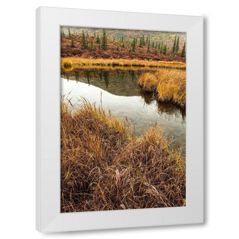 Fall Foliage-Alaska White Modern Wood Framed Art Print by Ford, John