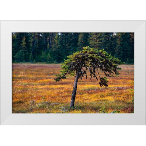 Homer-Alaska-miniature-black spruce-autumn colored field White Modern Wood Framed Art Print by Sienda, Jolly