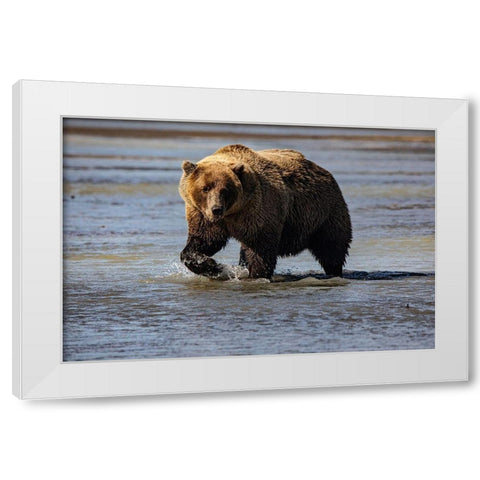 Lake Clark National Park and Preserve-Alaska-wilderness-bears-low tide-splashes-water-paw White Modern Wood Framed Art Print by Sienda, Jolly